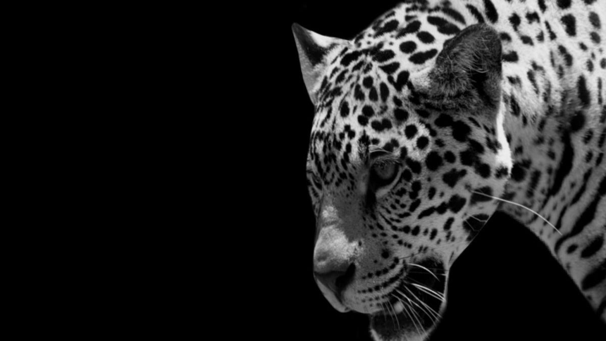 Rajkotupdates.Newscheetah-Magnificent-But-Fragile-Experts-List-Concerns-for-Cheetahs – At Kuno National Park