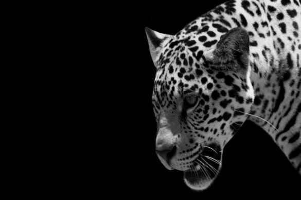 Rajkotupdates.Newscheetah-Magnificent-But-Fragile-Experts-List-Concerns-for-Cheetahs - At Kuno National Park