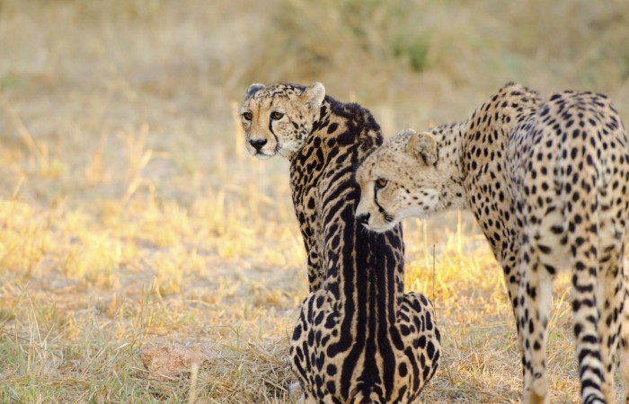 The King Cheetah