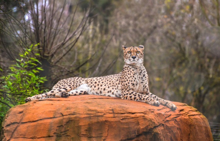 What will they eat? Rajkotupdates.Newscheetah-Magnificent-But-Fragile-Experts-List-Concerns-for-Cheetahs